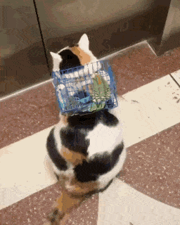 고양이와 새를 함께 산책시키는 법.gif | 인스티즈