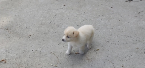 아기 강아지가 소를 만났을 때 (힐링주의) | 인스티즈