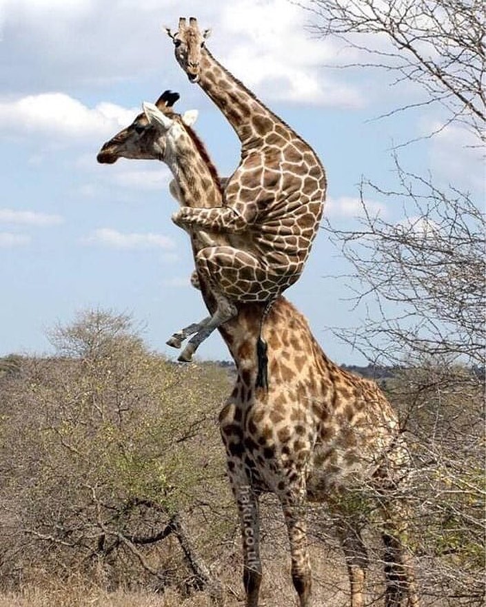 키다리 아빠의 목마 | 인스티즈