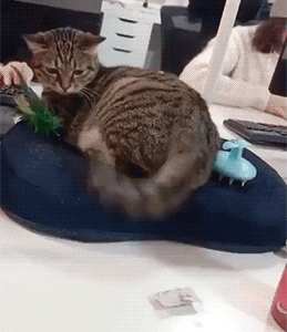 팽이치는 냥이.gif | 인스티즈