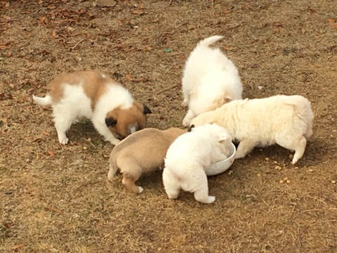 동물 좋아하세요? | 인스티즈