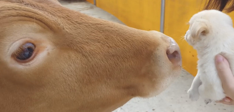 아기 강아지가 소를 만났을 때 (힐링주의) | 인스티즈