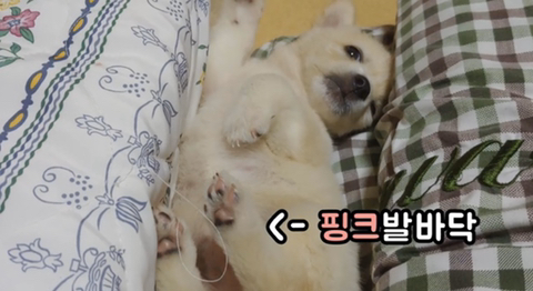 아기 강아지가 소를 만났을 때 (힐링주의) | 인스티즈