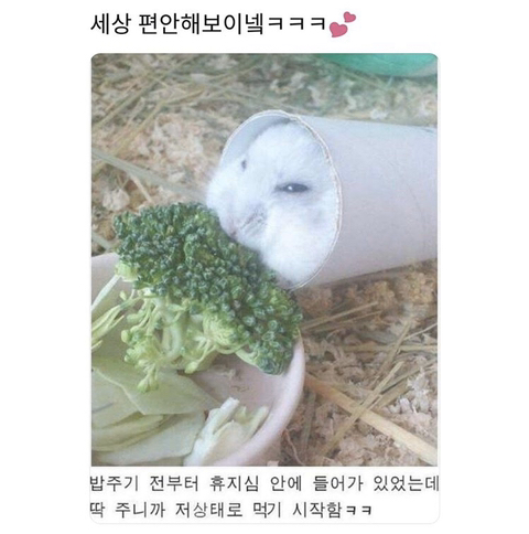 추운날 햄찌 밥먹는방법 | 인스티즈