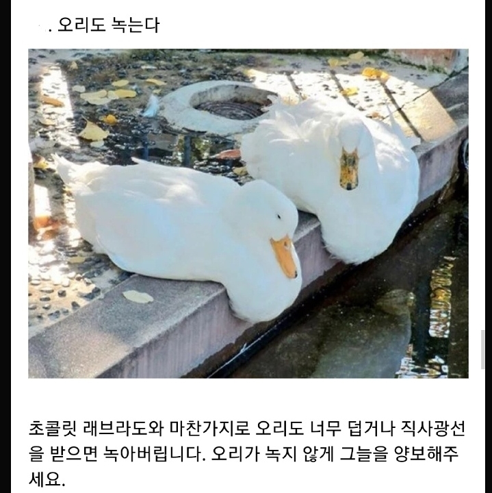 정부가 숨기는 동물의 비밀.jpg | 인스티즈
