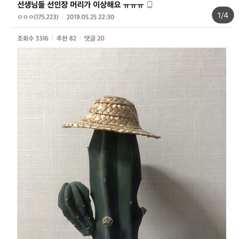 선인장 머리가 이상해요ㅠ | 인스티즈