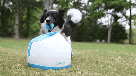 활동성 주체 못하는 강아지를 위한 장난감.gif | 인스티즈