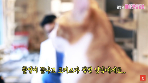 고양이 좋아 하는 사람만. (심쿵) | 인스티즈