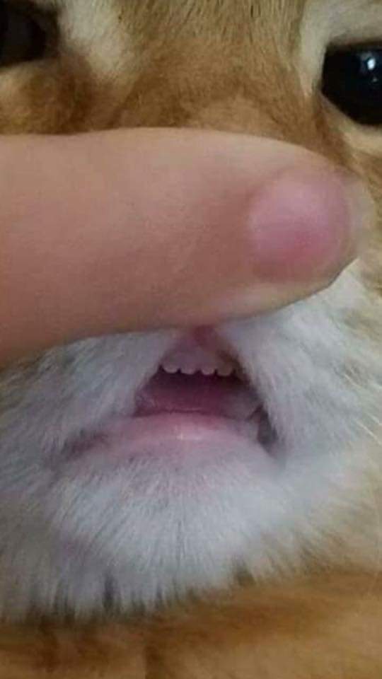 냥이 앞니보고 힐링하세요!! | 인스티즈