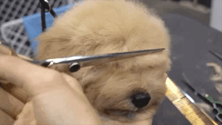 동물 좋아하세요? | 인스티즈