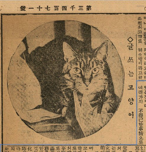 1930년대 고양이.jpg | 인스티즈