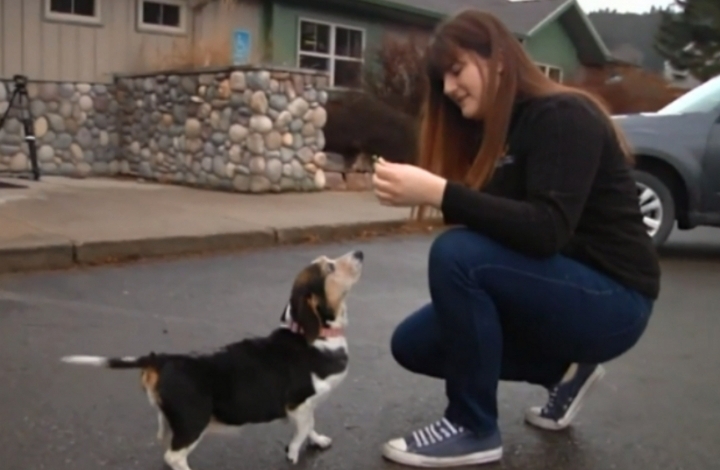 다이어트에 성공한 강아지 | 인스티즈