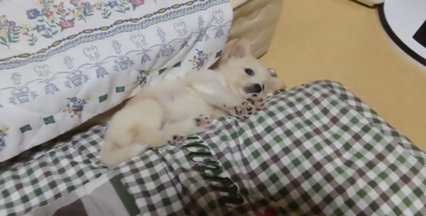 아기 강아지가 소를 만났을 때 (힐링주의) | 인스티즈