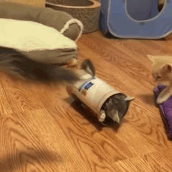 통 속에 아깽이.gif | 인스티즈