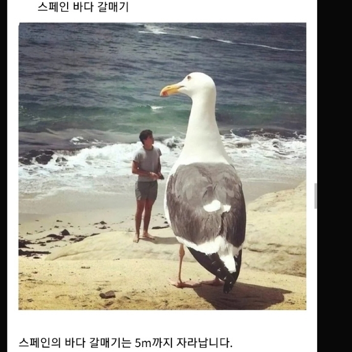 정부가 숨기는 동물의 비밀.jpg | 인스티즈