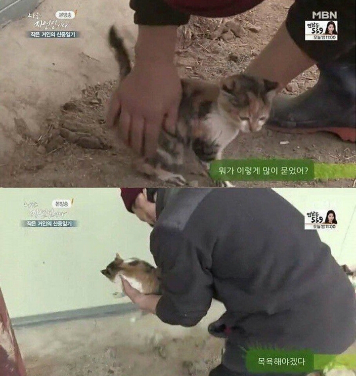 자연인에 나온 고양이.jpg | 인스티즈