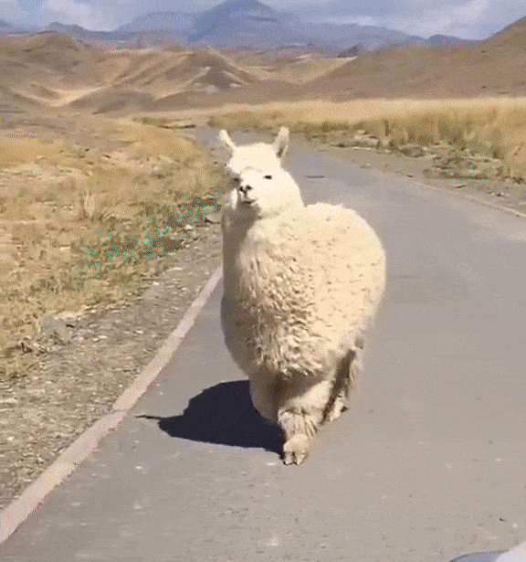 동물 좋아하세요? | 인스티즈