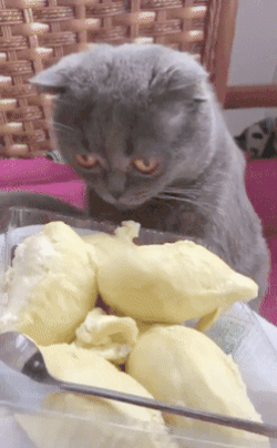 두리안을 접한 냥이들 | 인스티즈