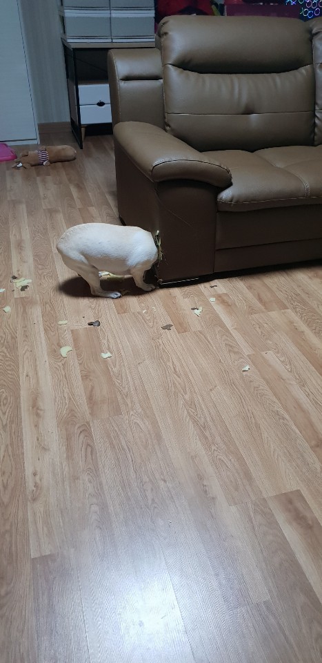 다 놀고 집으로 들어가는 소라개 | 인스티즈