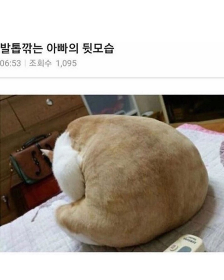 양으로 승부한다.jpg | 인스티즈