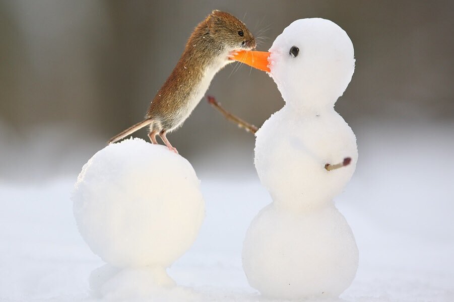 눈사람 코를 베어먹는 들쥐 | 인스티즈