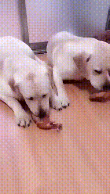 차별에 빡친 댕댕이.gif | 인스티즈