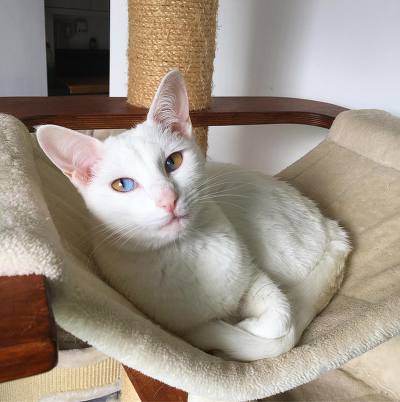 신기한 한 눈에 두가지 색이 들어있는 파이아이 고양이 | 인스티즈