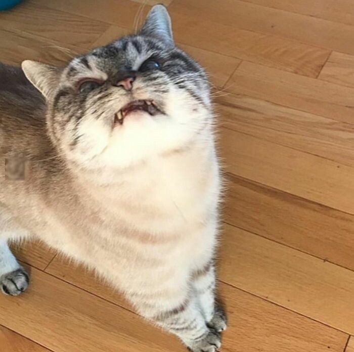 조랭이떡 고양이의 실체 | 인스티즈