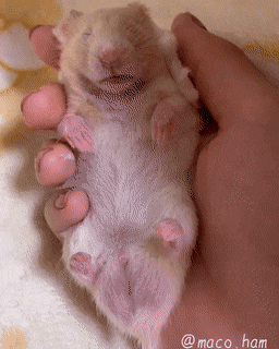잠꼬대하는 햄찌.gif | 인스티즈