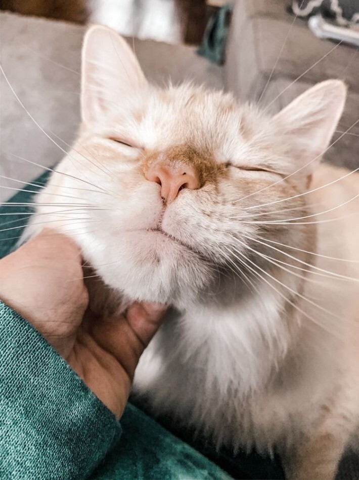 야옹이들 턱 긁어줄 때 표정 | 인스티즈