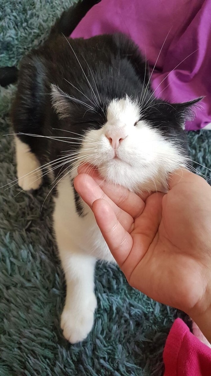 야옹이들 턱 긁어줄 때 표정 | 인스티즈