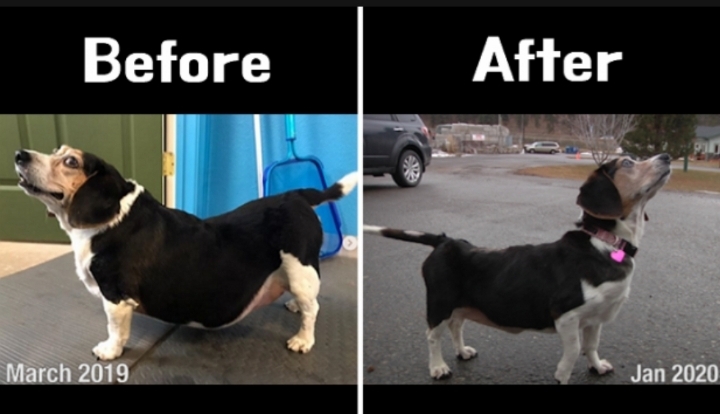 다이어트에 성공한 강아지 | 인스티즈