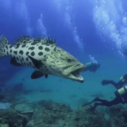 호주에 서식하는 우럭.gif | 인스티즈