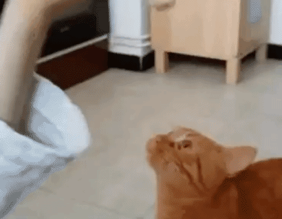 바나나먹는 고양이.gif | 인스티즈