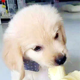 동물 좋아하세요? | 인스티즈