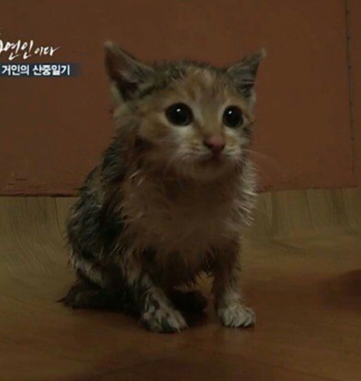 자연인에 나온 고양이.jpg | 인스티즈