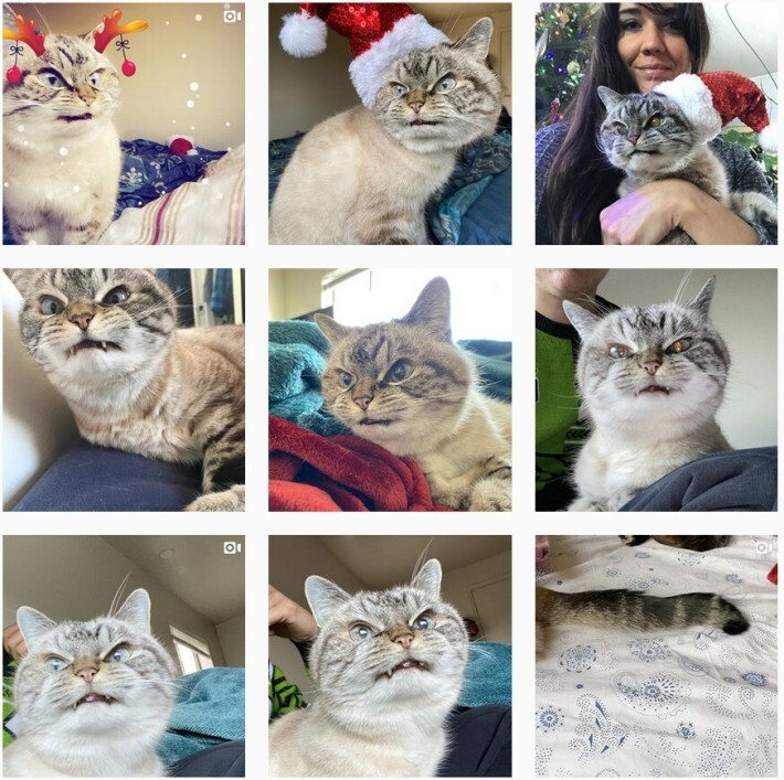 조랭이떡 고양이의 실체 | 인스티즈