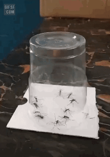 모기 시원하게 죽이기(혐오주의) | 인스티즈