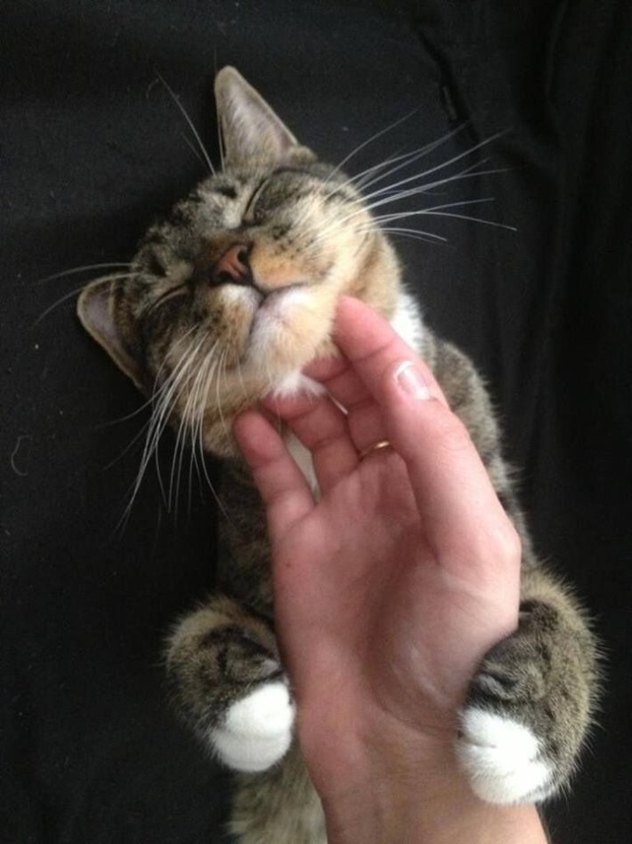 야옹이들 턱 긁어줄 때 표정 | 인스티즈