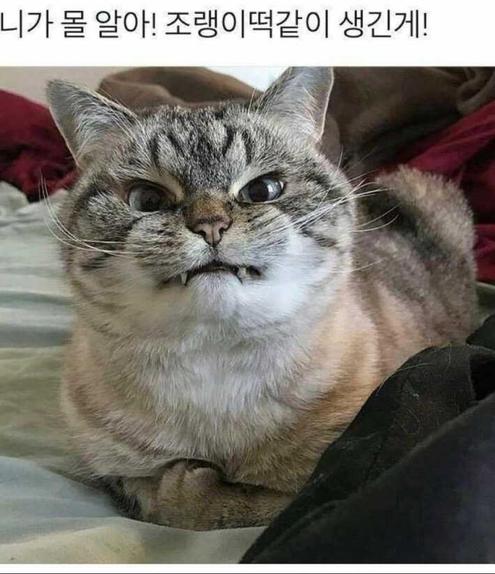 조랭이떡 고양이의 실체 | 인스티즈
