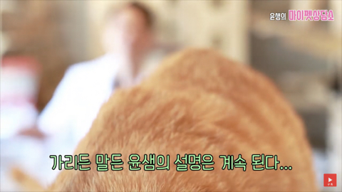 고양이 좋아 하는 사람만. (심쿵) | 인스티즈