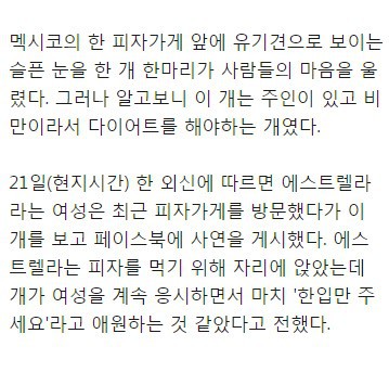 피자가게 앞 슬픈 눈의 강아지.. | 인스티즈