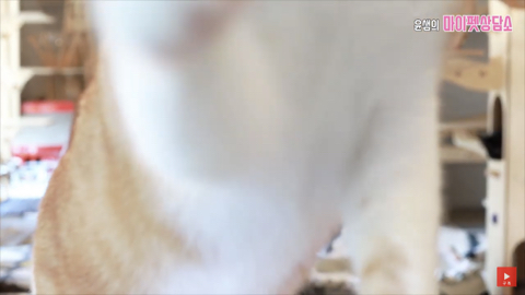 고양이 좋아 하는 사람만. (심쿵) | 인스티즈