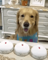 골든 리트리버도 정색하는거 | 인스티즈