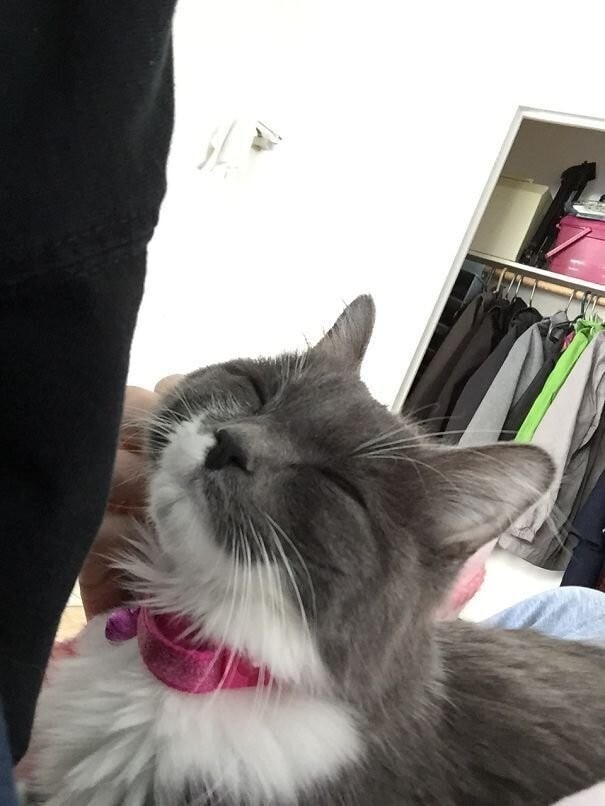 야옹이들 턱 긁어줄 때 표정 | 인스티즈