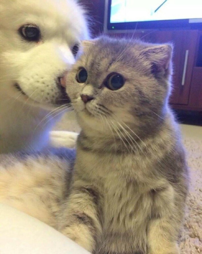 조랭이떡 고양이의 실체 | 인스티즈