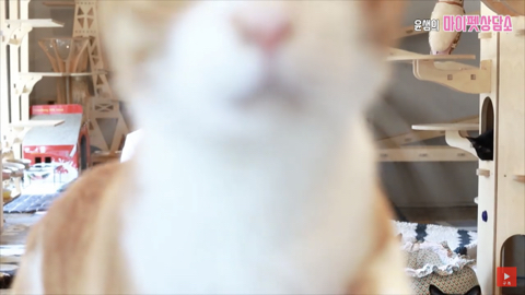 고양이 좋아 하는 사람만. (심쿵) | 인스티즈