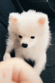 주인을 죽이려드는 댕댕이 | 인스티즈