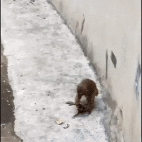 새끼 놀아주는 원숭이.gif | 인스티즈