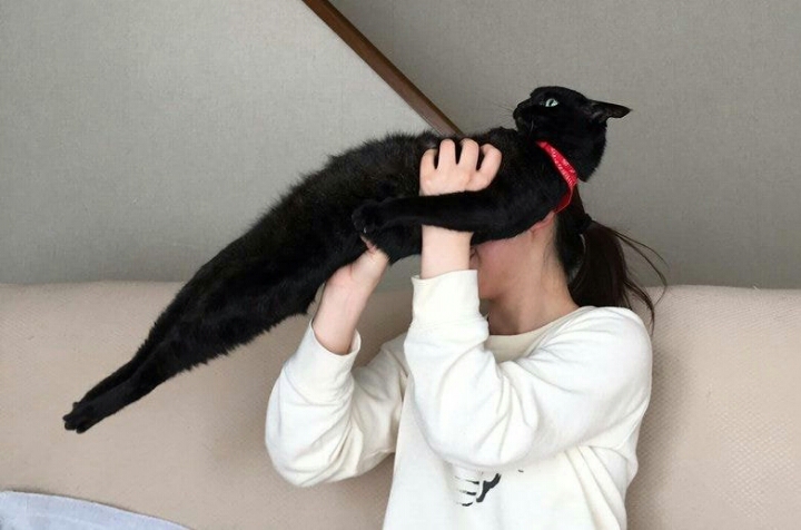 안기길 온몸으로 거부하는 고양이 | 인스티즈